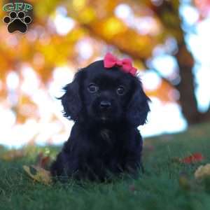 Cassandra, Cavapoo Puppy